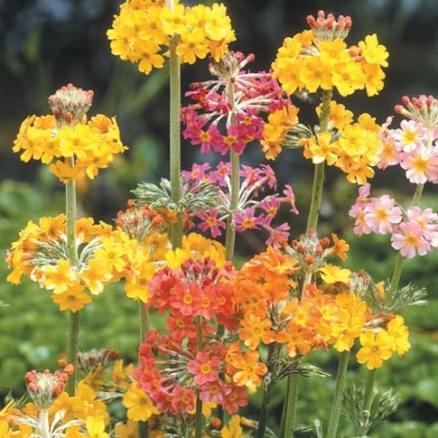 Primula Candelabra Flower Seeds