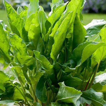 Sorrel Plant Seeds Green herb seeds - heirloom, natural growing garden seeds