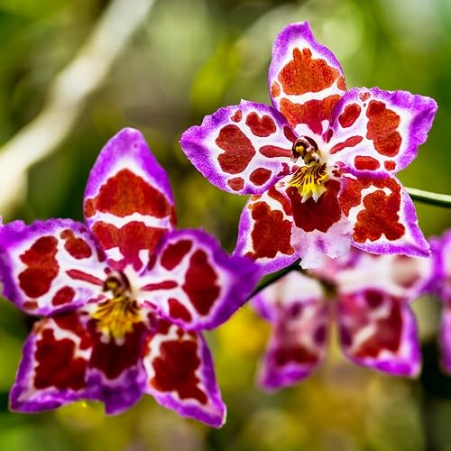 Red Violet Phalaenopsis Flower Seeds