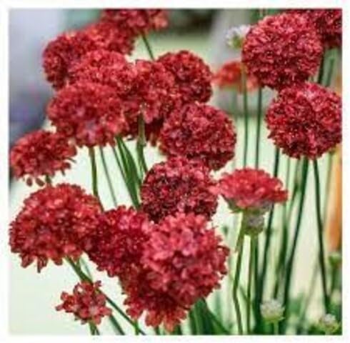 Red Armeria Flower Seeds