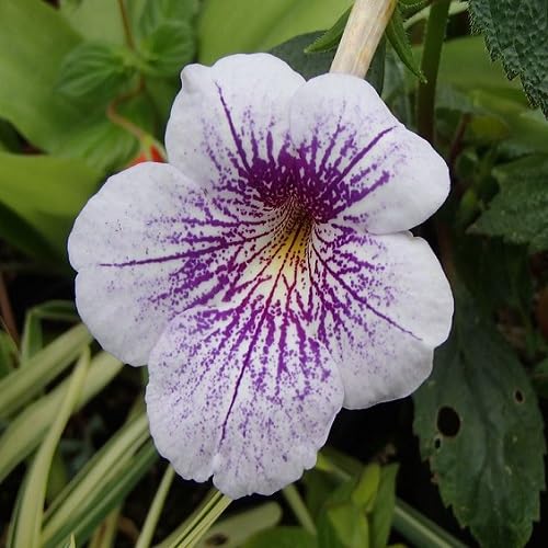 White Purple Achimenes Flower Seeds