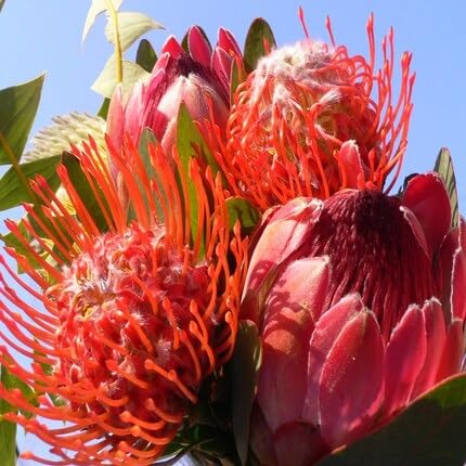 Red Protea Flower Seeds