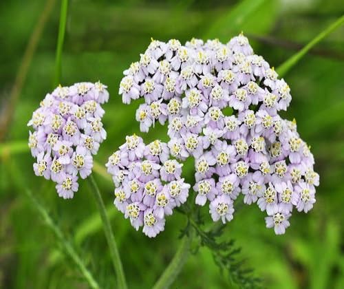 Purple Achillea Ballerina Flower Seeds