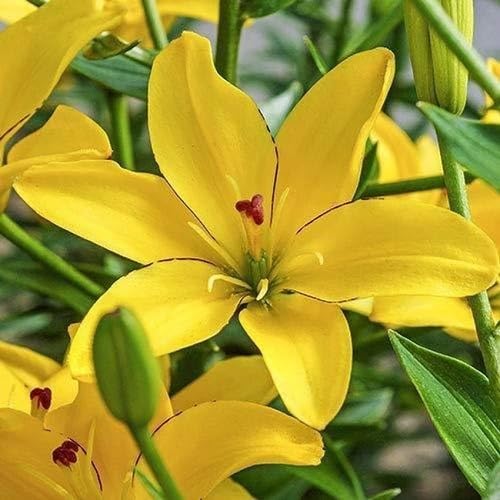 Yellow Lunaria Flowers Seeds
