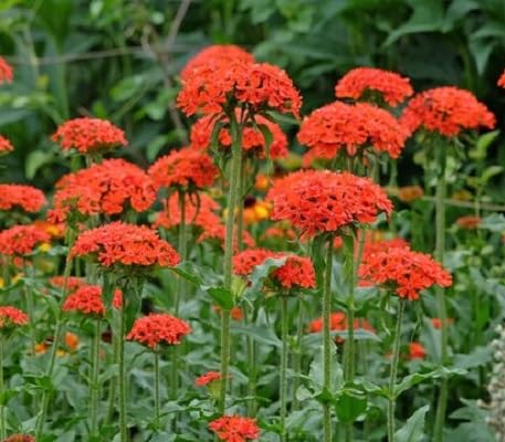 Orange Lychnis Chalcedonica Flower Seeds