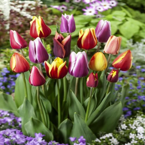 Mixed Tulip Flower Seeds
