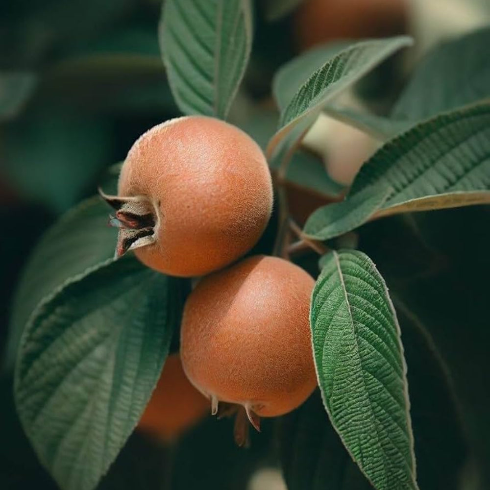 new fresh cream mespilus fruit grow creamy medlar trees Fruit seeds
