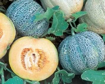 minnesota melon fruit grow your own Fruit Seeds