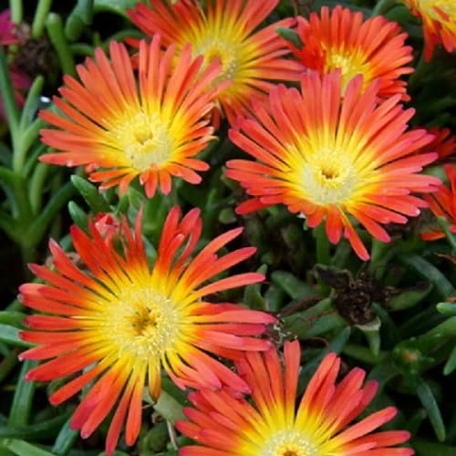 Orange Dorotheanthus Flowers Seeds