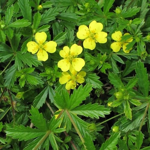 Yellow Tormentil Flower Seeds