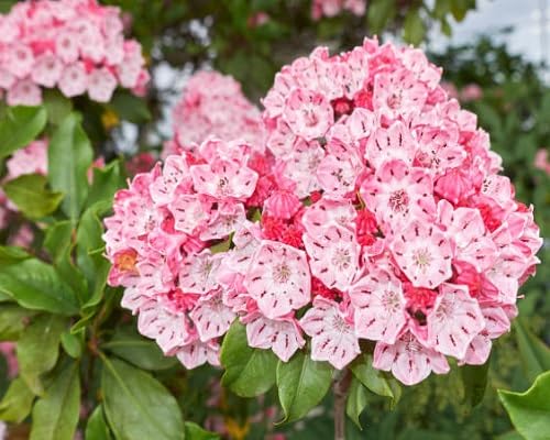 Pink Laurel Flower Seeds