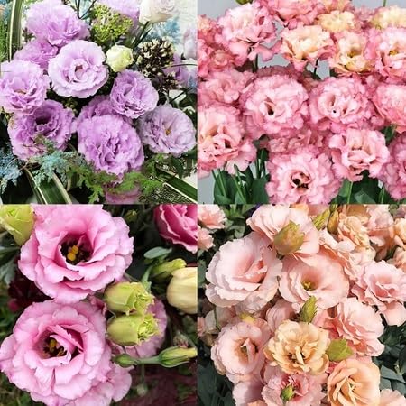 Eustoma Flower Seeds Perennial | Heirloom Non-GMO for Planting High Germination - Heirloom Non GMO High Germination Orga
