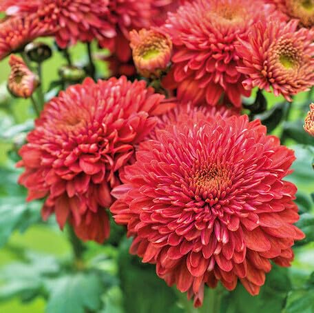 Red Chrysanthemum Flower Seeds