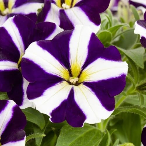 white purple petunia flower