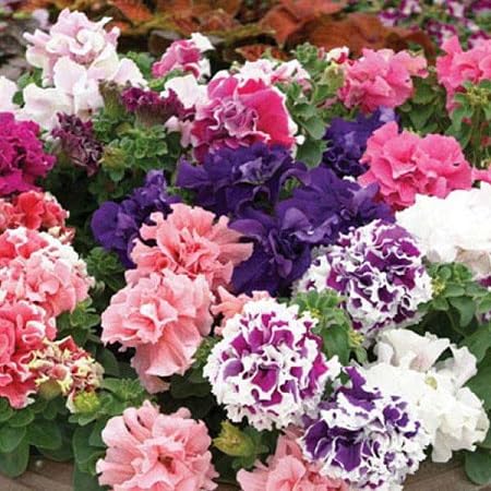 Double Petunia Flower Seeds