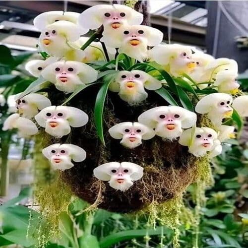 White Monkey face Orchid Flower Seeds