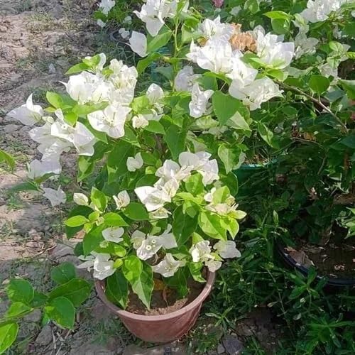 white bougainvillea flower seeds