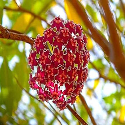 Red Hoya Flower Seeds