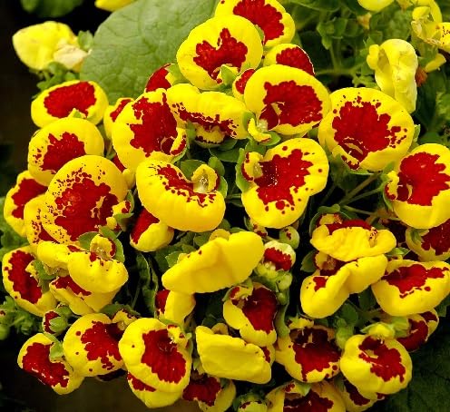 Calceolaria Flower Seeds