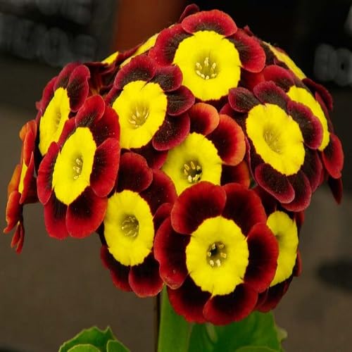 Yellow Maroon Auricula Flower Seeds