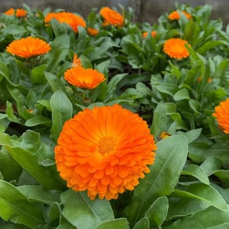 Calendula Flower Seeds