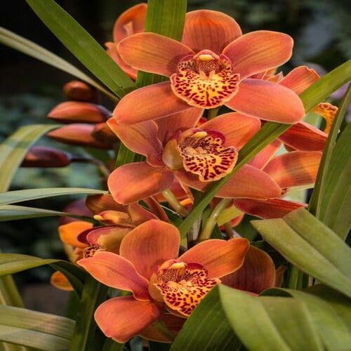 Orange Cymbidium Orchid Flower Seeds