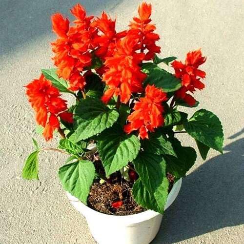 Salvia Flower Seeds