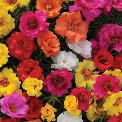 Moss Rose Flower Seeds