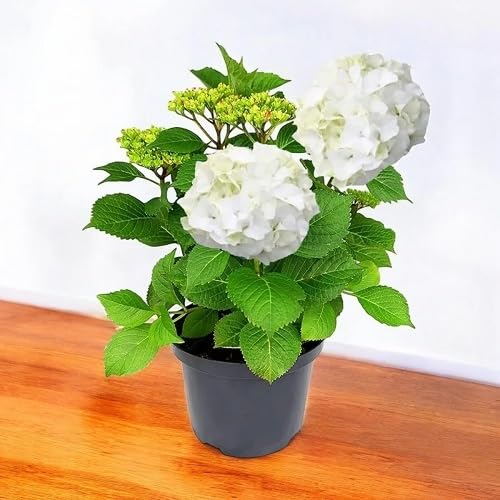 white macrophylla flower seeds