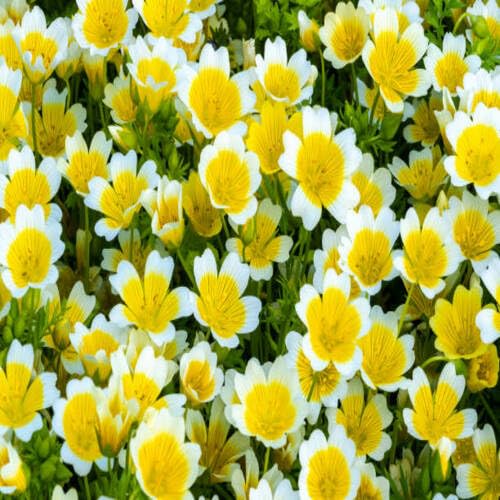 White Yellow Limnanthes Flower Seeds
