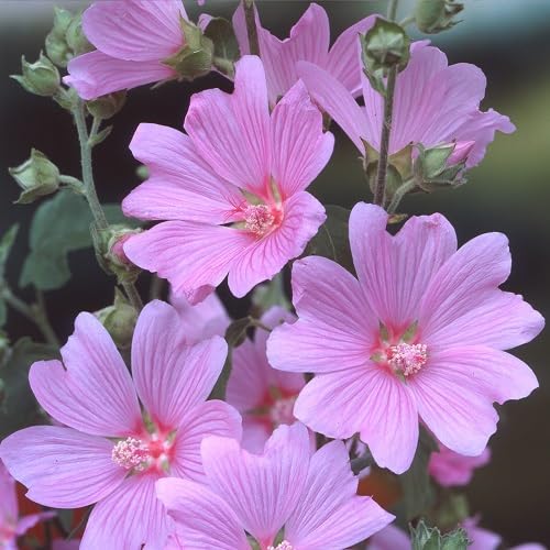 Pink Lavatera Rosea Flower Seeds