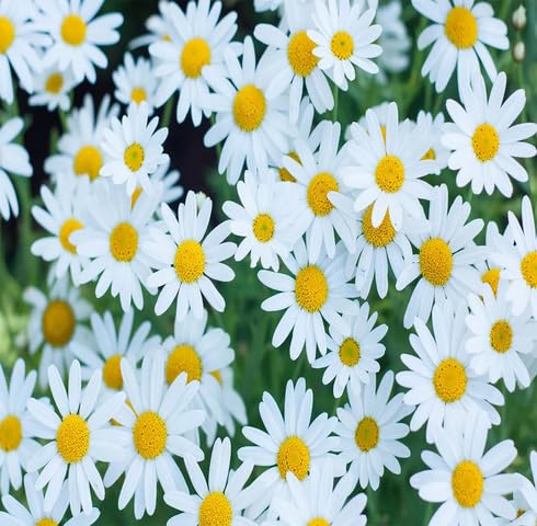 White Chamomile Flower Seeds