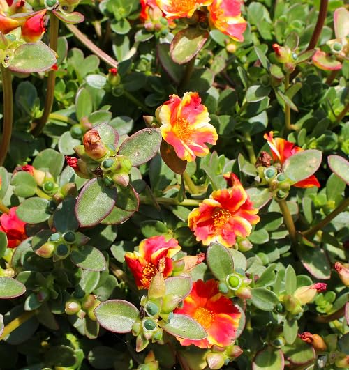 Yellow Orange Purslane Flower Seeds
