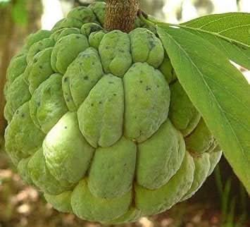 green custard apple fruit for planting grow your own sweet exotic Fruit seeds