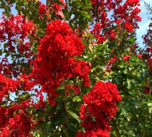 Red Crepe-Myrtle Flower Seeds