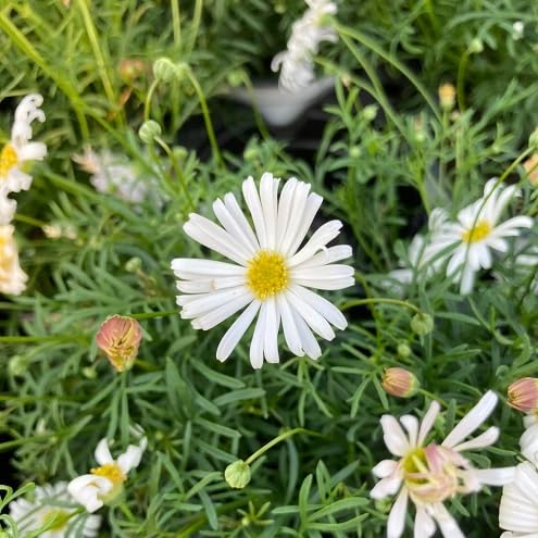 Brachyscome Flower Seeds
