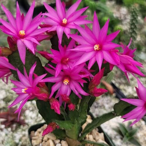Pink Rhipsalidopsis gaertneri Flower Seeds