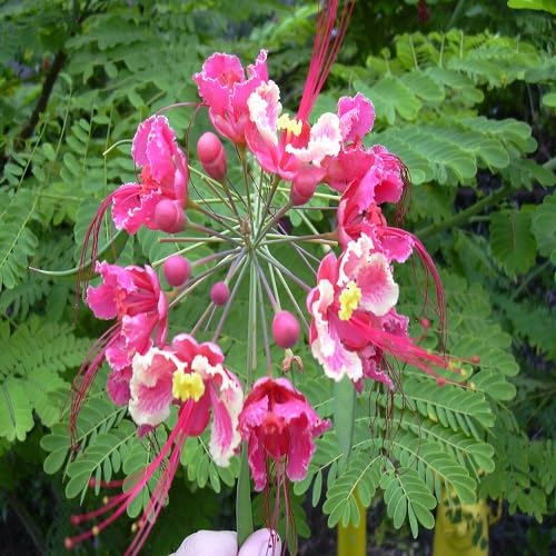 Pink Caesalpinia Flower Seeds