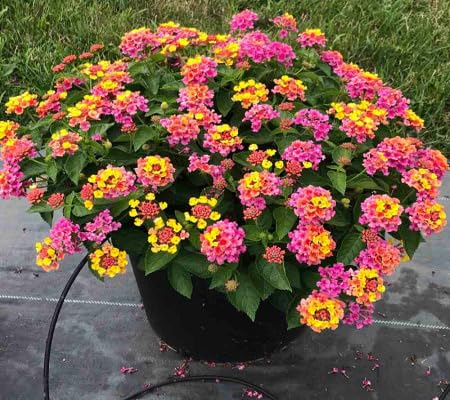 Lantana Flower Seeds