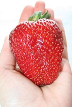 red ananassa fruit for gardening Fruit seeds