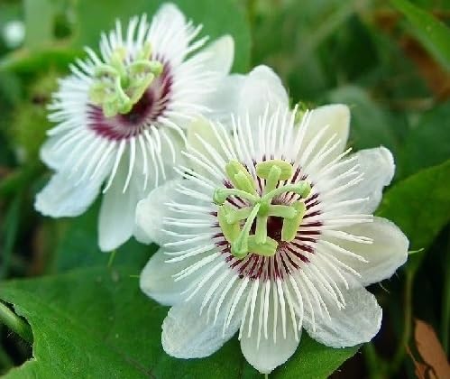 Red Passion Flower Seeds