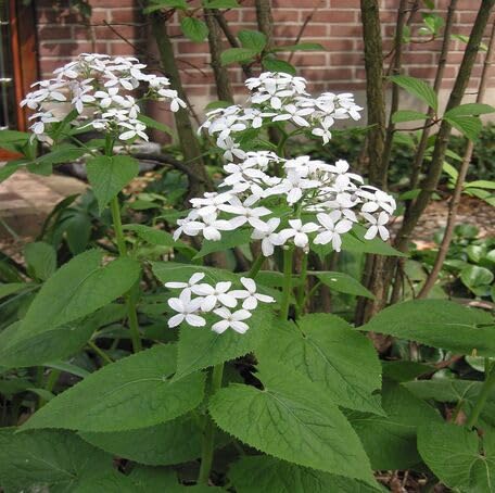 white lunaria rediviva flower