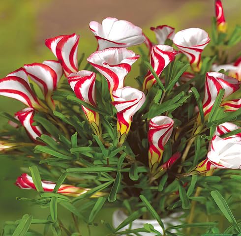 Red White Oxalis Versicolor Flower Seeds