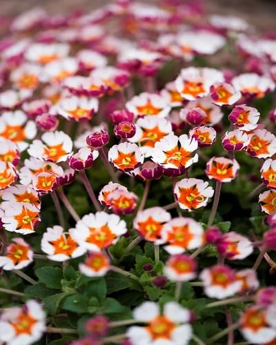 Zaluzianskya Flower Seeds