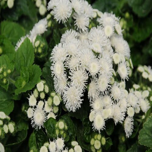Ageratum Houstonianum Flower Seeds
