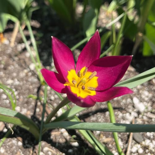 Pink Tulipa humilis Flower Seeds