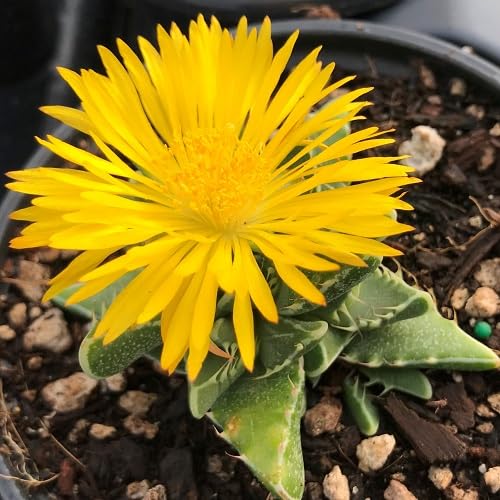 Yellow Faucaria tigrina Flower Seeds