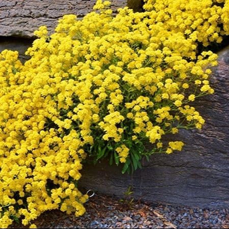 Yellow Aubrieta Flower Seeds