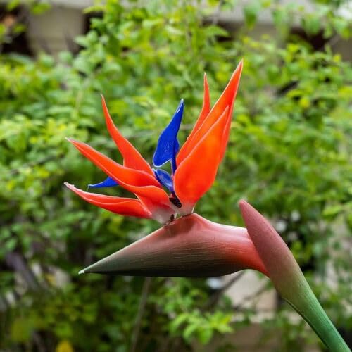 Red Strelitzia Flower Seeds