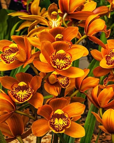 Purple Cymbidium Orchid Flower Seeds